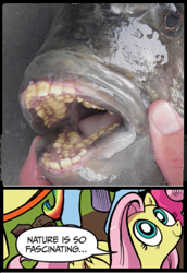 Size: 395x574 | Tagged: safe, fish, exploitable meme, meme, nature is so fascinating, pacu fish, teeth