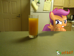 Size: 3264x2448 | Tagged: safe, artist:ojhat, scootaloo, pegasus, pony, crossed hooves, disgusted, female, filly, irl, kitchen, orange juice, photo, ponies in real life, solo