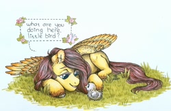 Size: 1600x1045 | Tagged: safe, artist:bloodyblackquiet, derpibooru import, fluttershy, bird, butterfly, pegasus, pony, chick, dialogue, ear fluff, female, flower, grass, looking at each other, looking at someone, lying down, mare, on side, open mouth, prone, simple background, smiling, solo, speech bubble, spread wings, traditional art, unshorn fetlocks, white background, wings