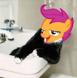 Size: 477x480 | Tagged: safe, derpibooru import, scootaloo, chickun, exploitable meme, meme