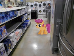 Size: 4320x3240 | Tagged: source needed, safe, derpibooru import, scootaloo, absurd resolution, irl, photo, ponies in real life, refrigerator, solo, store, washing machine