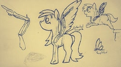 Size: 957x530 | Tagged: safe, artist:fluffsplosion, derpibooru import, fluffy pony, pegasus, pony, anatomy, comparison, wings