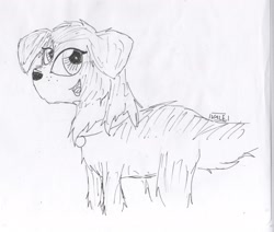Size: 2417x2053 | Tagged: safe, artist:valebrony, derpibooru import, winona, dog, collar, monochrome, palindrome get, solo, tongue out, traditional art