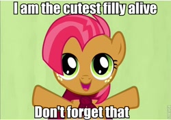 Size: 619x434 | Tagged: safe, derpibooru import, babs seed, cutest pony alive, image macro, solo