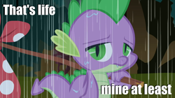 Size: 1054x592 | Tagged: safe, spike, dragon, abuse, caption, image macro, rain, sad, solo, spikeabuse