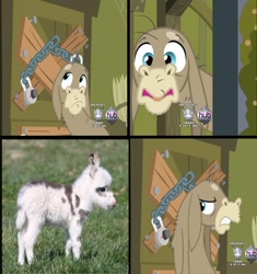 Size: 1307x1389 | Tagged: safe, cranky doodle donkey, donkey, exploitable meme, foal, irl, meme, photo