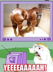 Size: 554x752 | Tagged: safe, derpibooru import, bulk biceps, exploitable meme, irl horse, meme, muscles, obligatory pony, rob liefeld's horse, tv meme, yeah