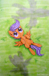 Size: 718x1113 | Tagged: safe, artist:babakinkin, scootaloo, pegasus, female, filly, orange coat, purple mane, solo, traditional art