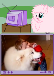 Size: 510x715 | Tagged: safe, oc, oc:fluffle puff, dog, human, baby, cute, exploitable meme, fluffy, irl, irl human, meme, obligatory pony, photo, snuggling, tv meme, youtube link