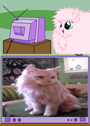 Size: 340x477 | Tagged: safe, oc, oc only, oc:fluffle puff, cat, exploitable meme, meme, obligatory pony, pink, tv meme