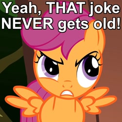 Size: 500x500 | Tagged: safe, screencap, scootaloo, the show stoppers, angry, annoyed, caption, frown, image macro, reaction image, scootaloo is not amused, solo, spread wings, unamused