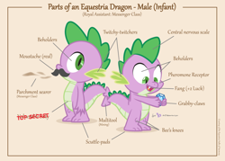 Size: 1050x750 | Tagged: safe, artist:dm29, spike, dragon, anatomy, anatomy chart, anatomy guide, chart, gem, male, moustache, parts of an equestria pony, solo