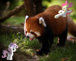 Size: 2560x2048 | Tagged: safe, artist:apidesigns, artist:candy-muffin, artist:ikillyou121, apple bloom, sweetie belle, red panda, cute, firefox, irl, karate, messy, messy mane, photo, ponies in real life, shadow, vector