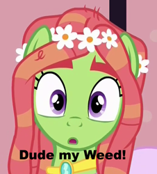 Size: 514x568 | Tagged: safe, tree hugger, make new friends but keep discord, image macro, meme, weed pony