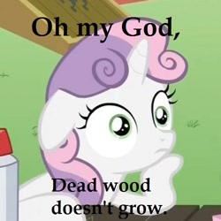 Size: 500x500 | Tagged: safe, sweetie belle, pony, unicorn, exploitable meme, female, filly, horn, image macro, meme, solo, sudden clarity sweetie belle, text, two toned mane, white coat, wide eyes