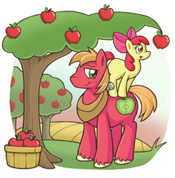 Size: 1000x1021 | Tagged: safe, artist:campus-cats, apple bloom, big macintosh, earth pony, pony, apple, apple tree, male, ponies riding ponies, stallion, tree