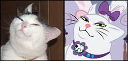 Size: 672x322 | Tagged: safe, artist:papaudopoulos69, opalescence, cat, meme, parody, photo