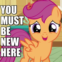 Size: 600x600 | Tagged: safe, edit, edited screencap, screencap, scootaloo, pegasus, pony, bloom and gloom, caption, cropped, cute, cutealoo, female, filly, foal, image macro, looking at you, meme, open mouth, reaction image, smiling, solo, spread wings, you must be new here