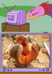 Size: 564x801 | Tagged: safe, tatzlwurm, creepy, exploitable meme, hydnora africana, irl, meme, nightmare fuel, obligatory pony, photo, plant, tv meme