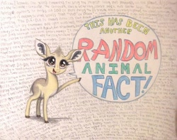 Size: 1008x793 | Tagged: safe, artist:thefriendlyelephant, oc, oc only, oc:kekere, antelope, dik dik, animal in mlp form, cloven hooves, cute, facts, fluffy, solo, speech bubble, text, traditional art, wall of text