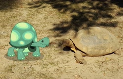 Size: 4224x2724 | Tagged: safe, artist:porygon2z, tank, tortoise, irl, irl tortoise, photo, ponies in real life, vector