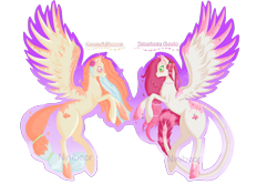 Size: 1280x853 | Tagged: safe, artist:niniibear, caramel, oc, oc:caramel blossom, oc:strawberry cheeks, pegasus, pony, adoptable, adoptableoc, best friends, blushing, cute, eye contact, flower, flower in hair, food, orange, pink, rearing, simple background, smiling, spread wings, transparent background