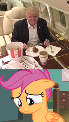 Size: 594x1056 | Tagged: safe, derpibooru import, scootaloo, donald trump, drama bait, obligatory pony, op is a cuck, op is trying to start shit