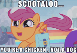 Size: 480x334 | Tagged: safe, artist:小凱, edit, edited screencap, screencap, scootaloo, parental glideance, animated, behaving like a dog, butt shake, chinese, cute, cutealoo, cutie mark, gif, image macro, meme, scootapup, solo, tail wag, talking, the cmc's cutie marks
