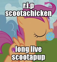 Size: 410x442 | Tagged: safe, edit, edited screencap, screencap, scootaloo, pony, forever filly, ball, behaving like a dog, cropped, image macro, meme, mouth hold, scootachicken, scootapup, solo