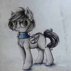 Size: 604x604 | Tagged: safe, artist:alicekuzmacat, oc, oc only, pegasus, pony, collar, photo, solo, traditional art