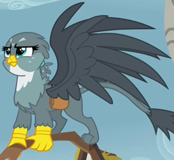 Size: 816x755 | Tagged: safe, screencap, gabby, griffon, the fault in our cutie marks, solo