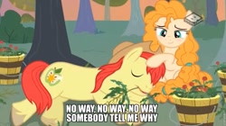 Size: 939x527 | Tagged: safe, edit, edited screencap, screencap, bright mac, pear butter, pony, the perfect pear, blushing, boomerang (tv channel), brightbutter, bucket, female, garo, image macro, male, meme, shipping, sleeping, straight