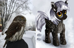 Size: 1539x994 | Tagged: safe, artist:xbi, oc, oc only, oc:silver owl, bird pone, owl, pegasus, pony, :t, chest fluff, cute, fluffy, looking at you, owl pony, photo, ponified, smiling, snow, solo