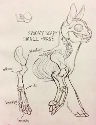 Size: 978x1280 | Tagged: safe, artist:jayrockin, pony, anatomy, anatomy study, bone, female, finger hooves, mare, skeleton, tiny sapient ungulates, x-ray, x-ray picture
