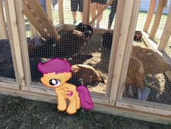 Size: 4032x3024 | Tagged: safe, scootaloo, chicken, augmented reality, gameloft, irl, photo, ponies in real life, scootachicken, scootaloo is not a chicken, smiling, solo