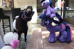 Size: 960x640 | Tagged: artist needed, safe, photographer:tara strong, twilight sparkle, dog, pony, faic, flehmen response, hoers, horse-pony interaction, horses doing horse things, irl, miniature horse, pearl (horse), photo, plushie, real, real pony, toy