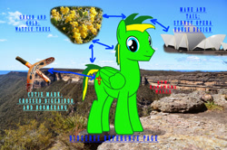 Size: 1600x1060 | Tagged: safe, artist:didgereethebrony, oc, oc only, oc:didgeree, pegasus, pony, australia, boomerang, didgeridoo, kanangra boyd national park, musical instrument, reference sheet, solo, sydney opera house, wattle tree