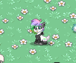 Size: 517x428 | Tagged: safe, oc, oc only, oc:winter aurora, deer, deer pony, original species, pony, pony town