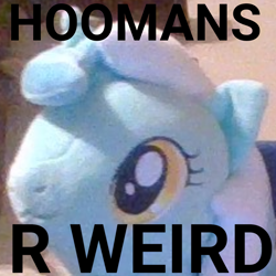 Size: 1080x1080 | Tagged: safe, lyra heartstrings, pony, crying inside, face of mercy, humie, image macro, insanity, irl, lyra's humans, meme, misspelling, photo, plushie