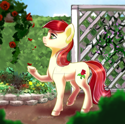 Size: 1600x1587 | Tagged: safe, artist:mysterydog121, roseluck, earth pony, pony, female, flower, garden, mare, petals, rose, solo, watermark