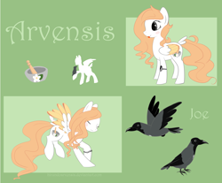 Size: 1900x1574 | Tagged: safe, artist:hirundoarvensis, oc, oc only, oc:arvensis, oc:joe the crow, bird, crow, pegasus, pony, bracelet, colored wings, colored wingtips, female, hooded crow, jewelry, mare, mortar and pestle, pet, pet oc, reference sheet, solo, yin-yang