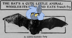 Size: 681x362 | Tagged: safe, artist:duop-qoub, edit, oc, oc only, oc:panne, bat pony, pony, bat pony oc, blushing, ear fluff, long ears