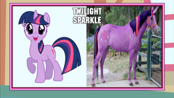 Size: 1366x768 | Tagged: safe, twilight sparkle, image macro, irl, meme, photo, photoshop, recolored hoers, wat, youtube link