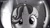 Size: 615x343 | Tagged: safe, artist:bastbrushie, derpibooru import, starlight glimmer, pony, unicorn, cute, female, glimmerbetes, grayscale, irl, looking at you, mare, monochrome, peeking, photo, ponies in real life, recording, solo