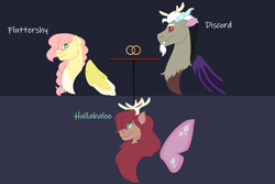 Size: 1280x854 | Tagged: safe, artist:itstechtock, derpibooru import, discord, fluttershy, oc, oc:hullaballoo, hybrid, pegasus, pony, discoshy, female, interspecies offspring, male, offspring, parent:discord, parent:fluttershy, parents:discoshy, shipping, straight