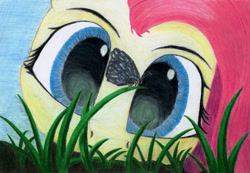 Size: 1280x885 | Tagged: safe, artist:myzanil, derpibooru import, fluttershy, butterfly, insect, pegasus, pony, close-up, colored pencil drawing, grass, looking at something, looking forward, sky, solo, traditional art