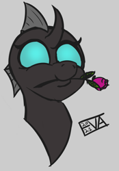 Size: 709x1021 | Tagged: safe, artist:evan555alpha, ponybooru exclusive, changeling, evan's daily buggo, bust, dorsal fin, female, flower, happy, mouth hold, rose, signature, simple background, smiling, solo, white background