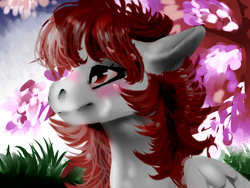 Size: 1600x1200 | Tagged: safe, artist:brainiac, derpibooru import, oc, oc only, oc:hunters moon, pegasus, pony, cherry blossom tree, cherry blossoms, female, flower, flower blossom, mare, solo