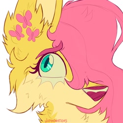 Size: 2000x2000 | Tagged: safe, artist:wutanimations, derpibooru import, part of a set, fluttershy, wolf, alternative cutie mark placement, bust, cheek fluff, chest fluff, ear fluff, ears, fluffy, hair over one eye, simple background, solo, species swap, white background, wolfified