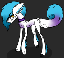 Size: 1840x1670 | Tagged: safe, artist:beamybutt, derpibooru import, oc, oc only, dog, dog pony, pony, choker, dark background, ear fluff, ears, male